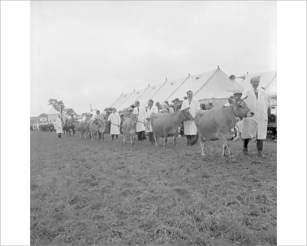 The Edenbridge and Oxted Show - 2 August 1960 The parade of Jersey Cattle headed by C