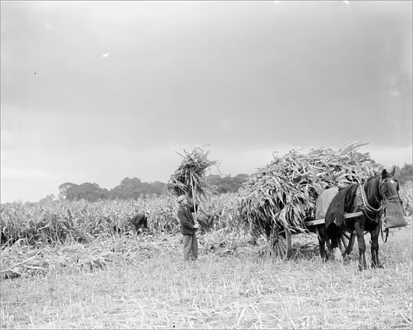 The maize is collected and loaded onto a horse drawn cart. 1938