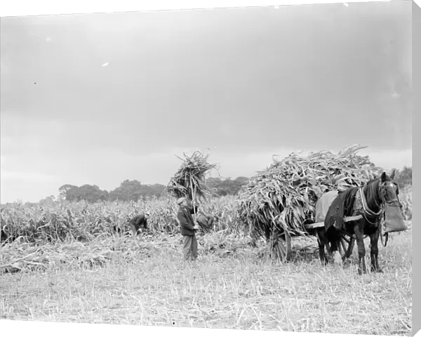 The maize is collected and loaded onto a horse drawn cart. 1938