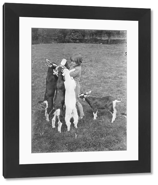 Jean Hodges feeding kids milk with a bottle, at a goat farm in Birling, Kent. 1939