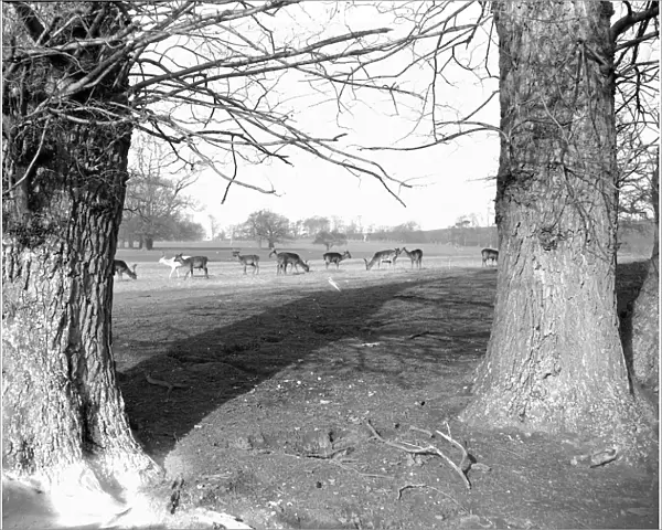 Deer in Lullingstone Park, Kent. 1933