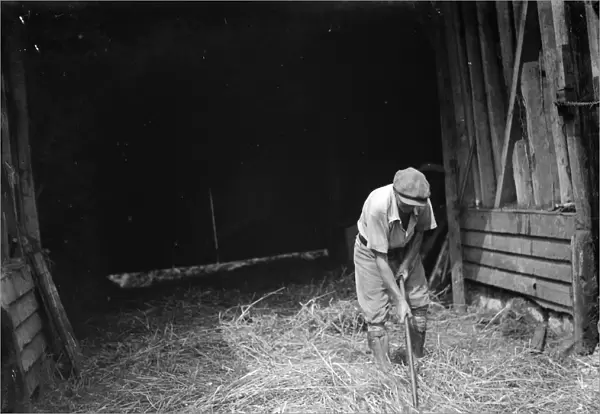 Farm worker Jimmy Burrows using a flail for threshing at Westerham, Kent. 1935