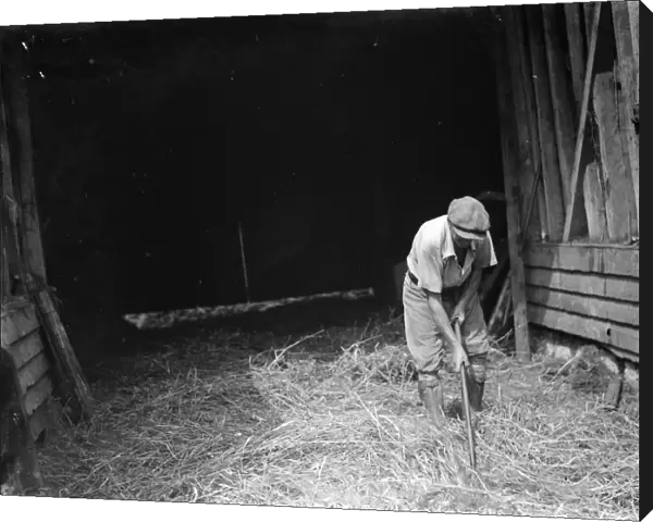 Farm worker Jimmy Burrows using a flail for threshing at Westerham, Kent. 1935