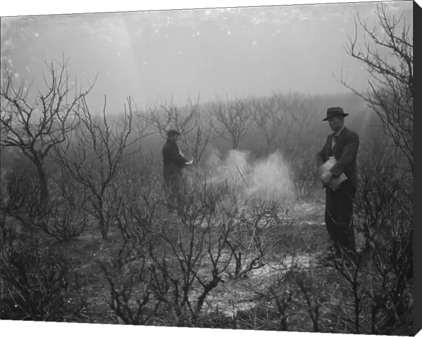 Men spraying a fruit orchard. 1935