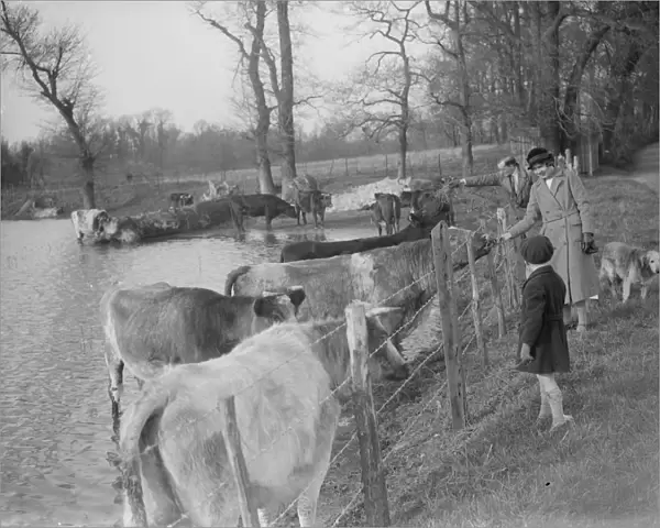 Walkers stop to pet the cows as they retreat to the higher ground to avoid the flooded