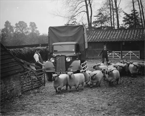 A farmer loading his sheep onto a Bedford lorry in Hampshire. 1937