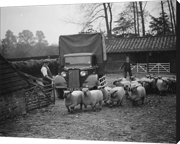 A farmer loading his sheep onto a Bedford lorry in Hampshire. 1937