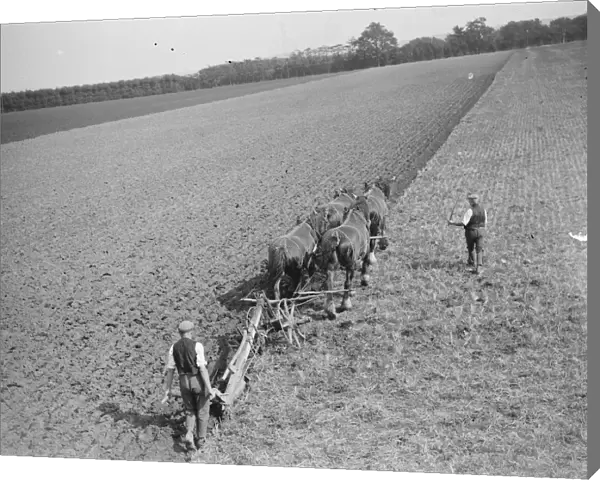 A farmer and his team of horses ploughing a field in Kent. 1939