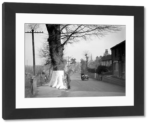 Safety White Tree (Eynesford) [Eynsford] 1934