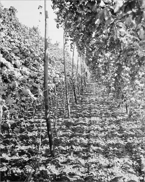 East Malling Research Station open day. A row of hops. 1937