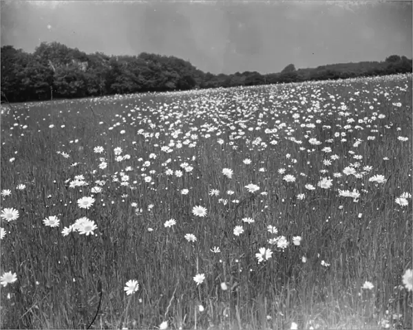 A daisy field in bloom near Meopham, Kent. 1939