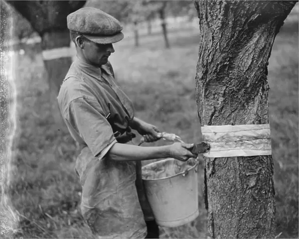 Sticky banding being applied to fruit tree on an orchard. 1935