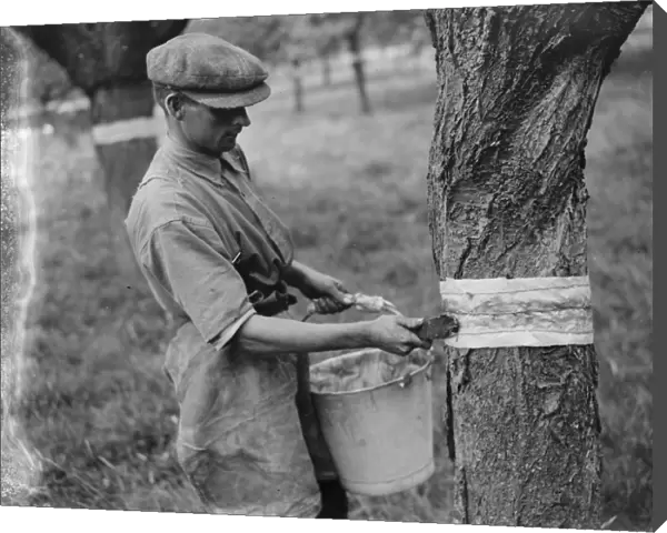 Sticky banding being applied to fruit tree on an orchard. 1935