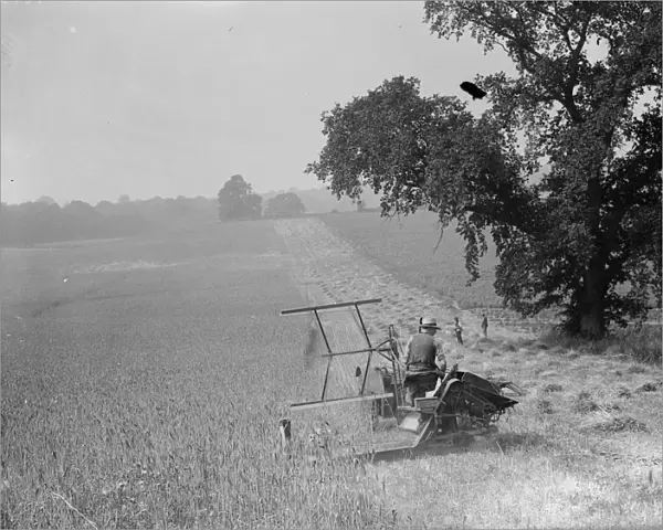 Harvest time - cutting the crop. 1935