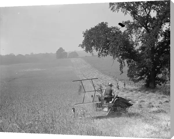 Harvest time - cutting the crop. 1935