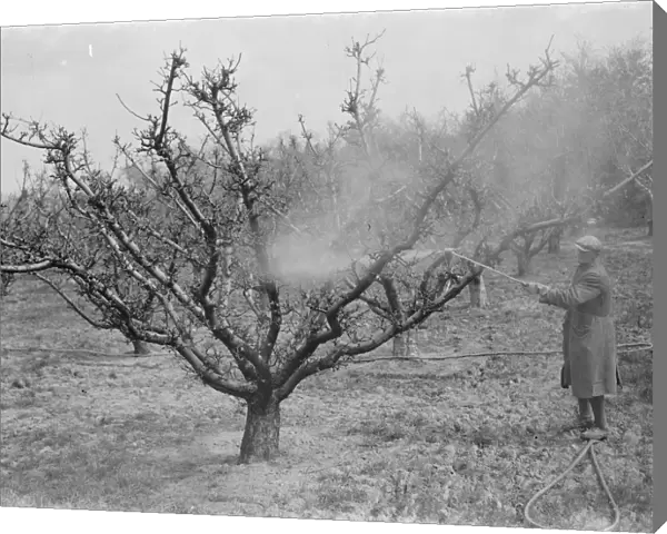 A man is spraying lime sulpher on the fruit trees of an orchard in Birchwood, Kent