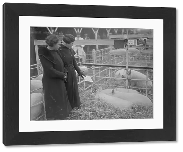 Two ladies admiring the pigs at the Dartford Fat Stock show. 1935