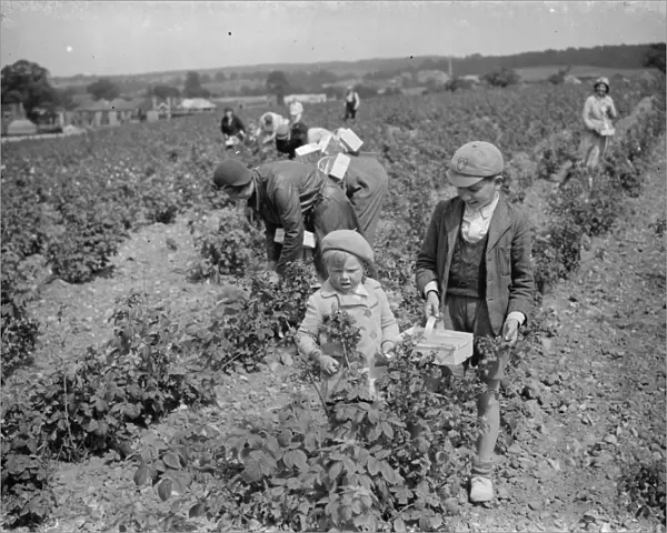 With their baskets at the ready children pick raspberrys in Sidcup. 1935
