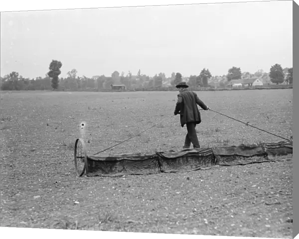 A groundsman pulls a rake over a field. 1936
