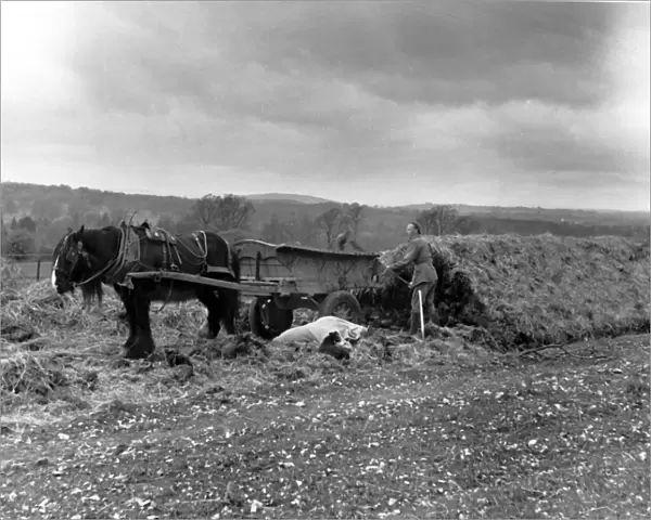 Mangolds being unclamped on T and J Yeatmans farm at Melbury Sampford Dorest. May 1950