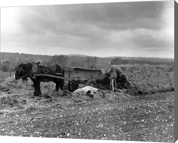 Mangolds being unclamped on T and J Yeatmans farm at Melbury Sampford Dorest. May 1950