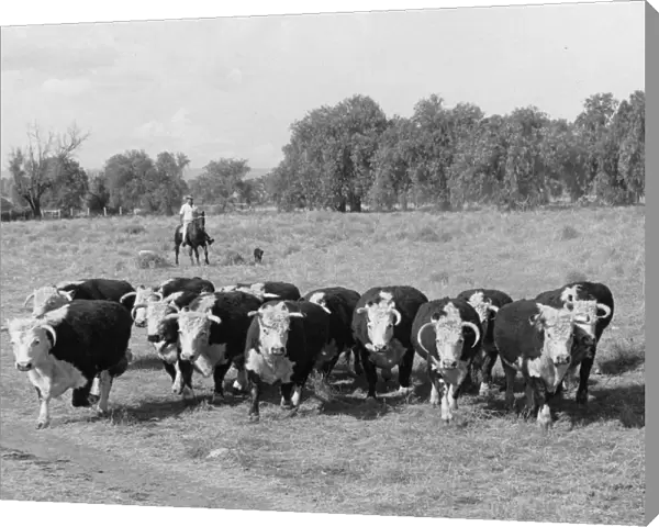 Beef cattle near Narrabri Australia
