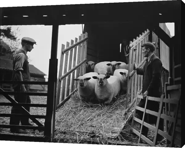 Unloading sheep from a lorry down a ramp. 1937