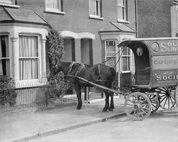 Co - op cart horse eating a bush. 1937