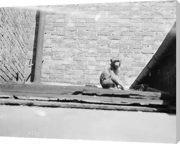 The Dartford Carnival. Monkeys escape and take to the roof. 1936