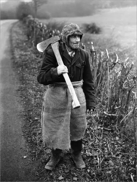 With a felling axe, Harry ( Heathfield ) the Hedger of Charing, Kent, has cut