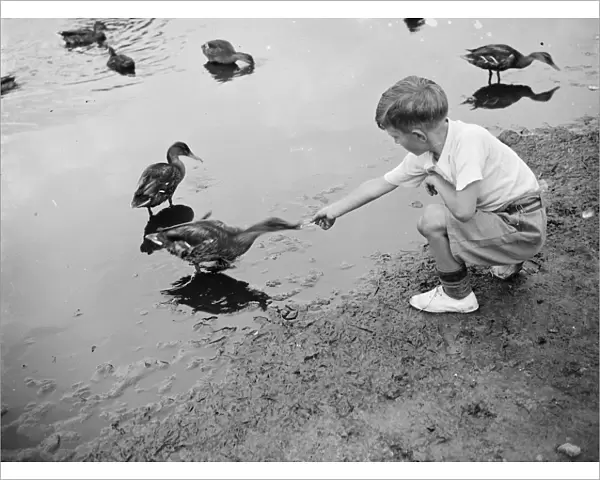 A boy feeding ducks. 1935