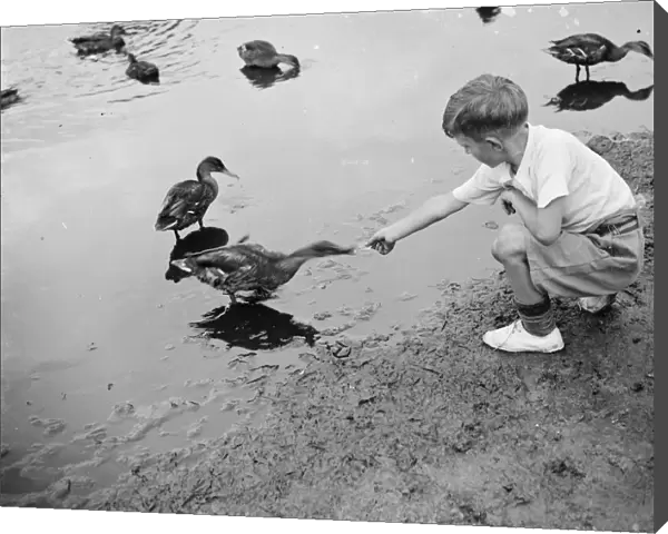 A boy feeding ducks. 1935