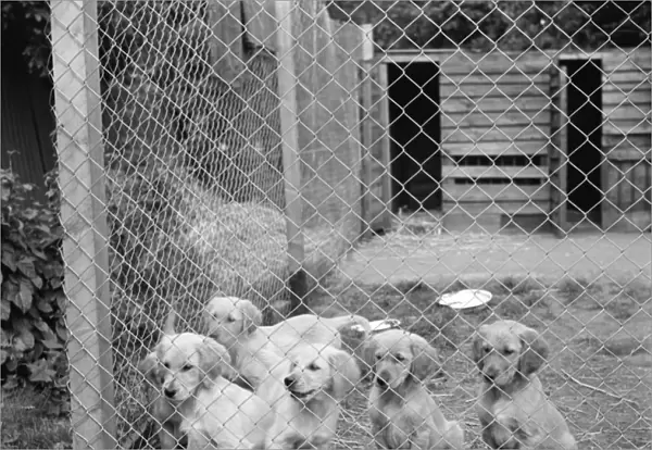 Puppies in their cage at the South Darenth Kennels in Kent. 1935