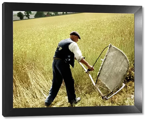 Man cutting corn with a scythe - harvesting by hand. Picture shows Fred Goldup, aged 72