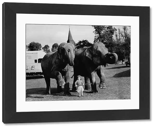 A little girl with the elephants from the Circus at Foots Cray, Kent, England