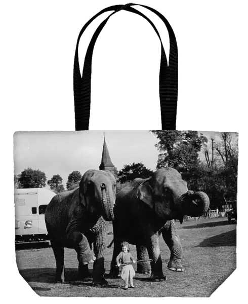 A little girl with the elephants from the Circus at Foots Cray, Kent, England