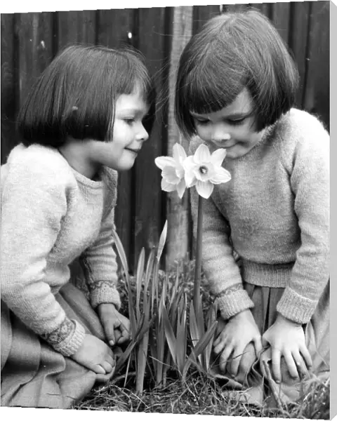 Two little girls smelling a daffodil Lynne and Lesley Jones from Orpington Kent 1958