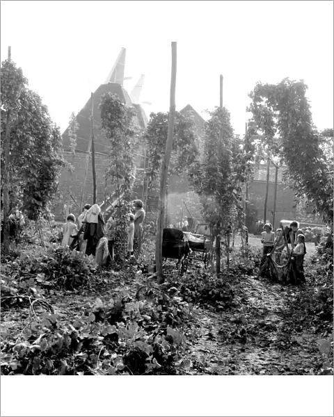 Hop picking at Paddock Wood in Kent. 1st September 1958