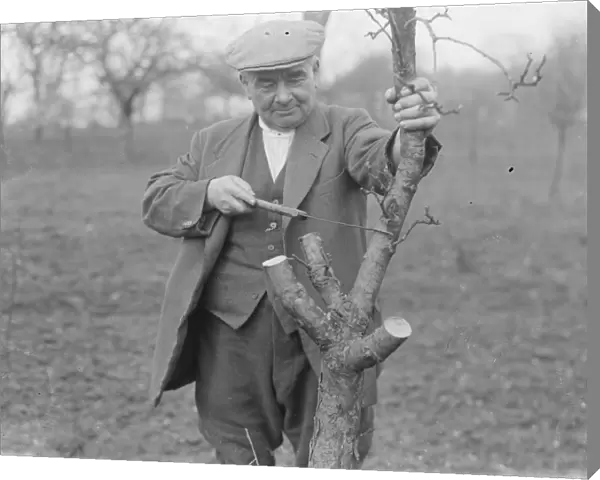 Mr Searles grafting fruit trees. 1939