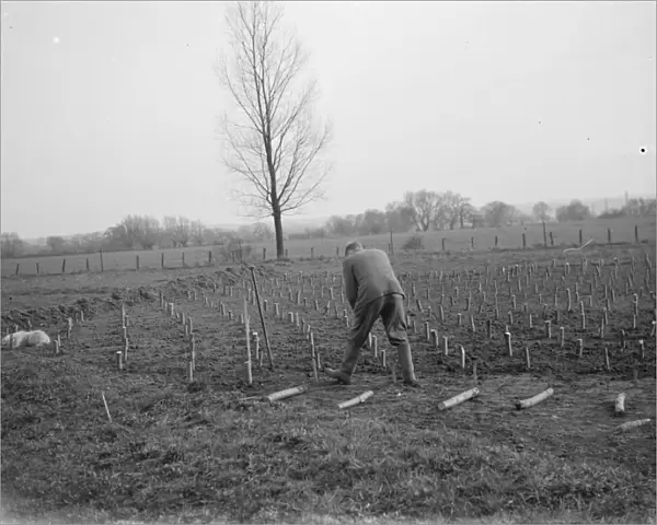 Planting stubs of cricket bat willows in Shoreham, Kent. 1937