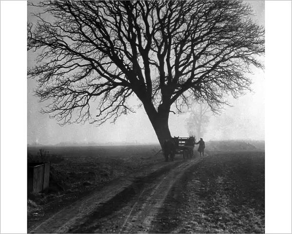 Horse and cart with farmer under tree during WW2 - England A TopFoto