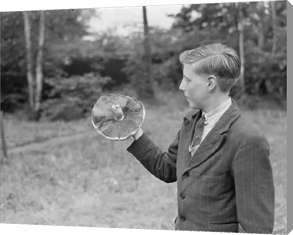 A boy holds up a giant mushroom. 1939