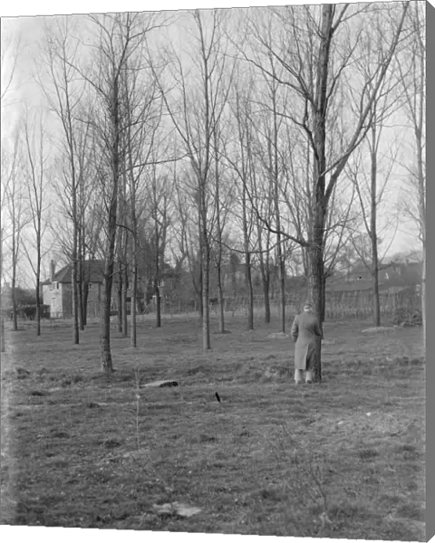 Tree farm of cricket bat willows in Shoreham, Kent. 1937