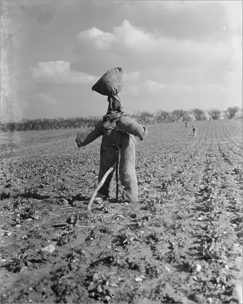 A scarecrow in a field. 1937