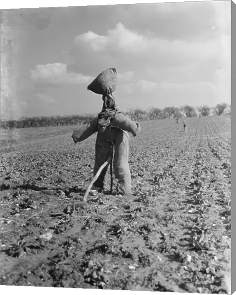 A scarecrow in a field. 1937