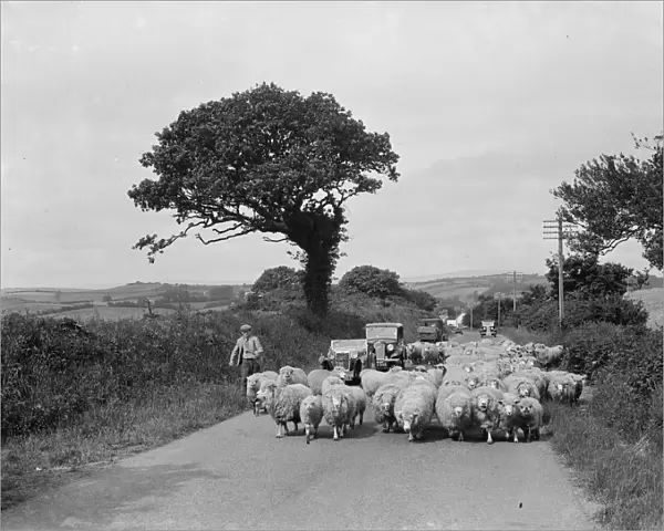 A flock of sheep block the road, causing a traffic jam. 1936