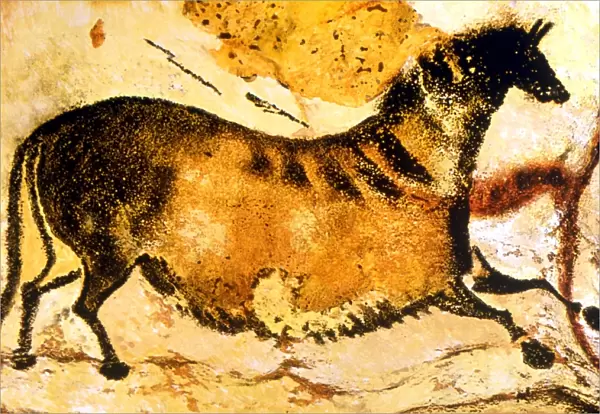 CAVE PAINTINGS AND DRAWINGS. Prehistoric cave painting of Horse from Lascaux (Axial