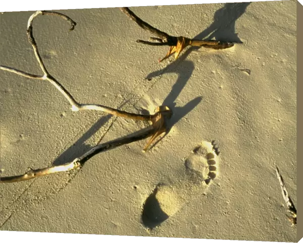 Footprint in the sand on a desert island, such as was seen by Robinson Crusoe