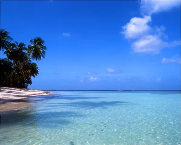 Tropical Islands. West Indies. Tobago. West Coast Beach