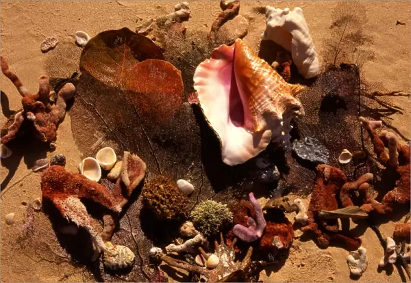 Tropical beauty. West Indies. Antigua. Shells on beach